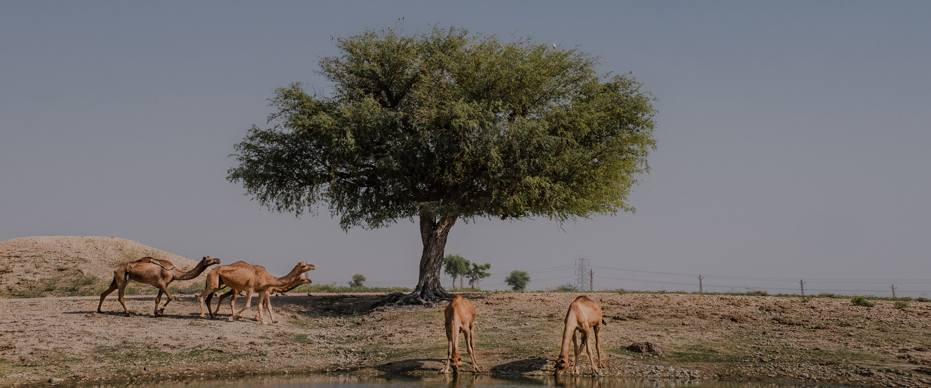 From liability to coexistence: Changing relations of camels with the community